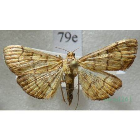 Anania verbascalis (Denis & Schiffermüller, 1775) Przezierka dziewannówka Czech79e